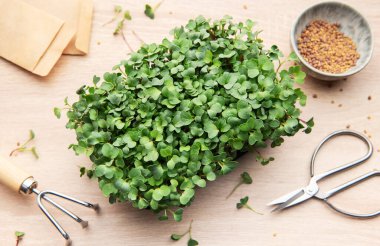 Bir kabın içinde büyüyen mikroçim, tohum ve bahçe aletleri, sağlıklı beslenme ve kentsel çiftçiliği temsil eden ahşap bir masa üzerinde.