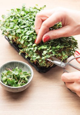 Eller ev yapımı mikro yeşillikleri makasla kesiyor, sağlıklı beslenme konsepti