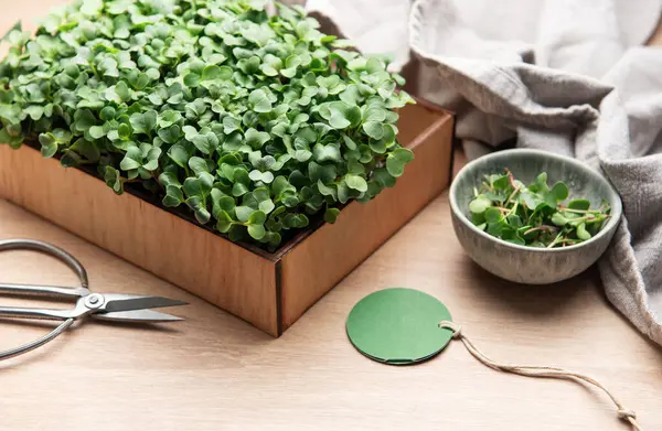 Masadaki tahta kutuda büyüyen mikroyeşiller, makas ve boş yeşil etiket, hasat için hazır.