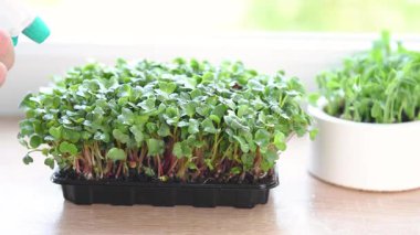 Bir kabın içinde büyüyen mikroçimler bir bahçıvan tarafından sulanır.