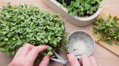 Kadın bir kabın içinde yetişen taze mikro sebzeleri toplayıp küçük bir kaseye koyuyor.