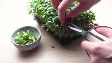 Kadın bir kabın içinde yetişen taze mikro sebzeleri toplayıp küçük bir kaseye koyuyor.