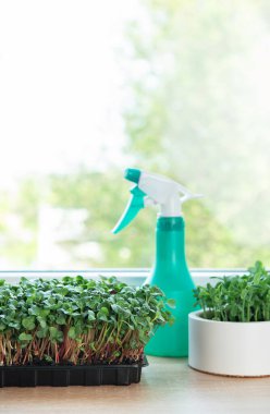 Pencere kenarındaki saksılarda ve kaplarda büyüyen mikro yeşiller sprey şişesiyle sulanır.