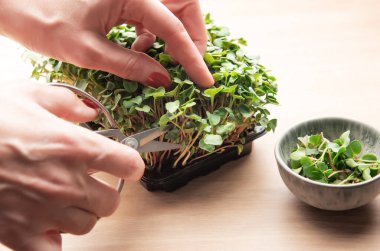 Eller ev yapımı mikro yeşillikleri makasla kesiyor, sağlıklı beslenme konsepti