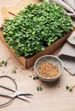 Tahta kutuda tohum ve makas ile yetişen taze biçilmiş mikro yeşiller.