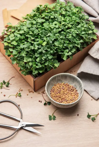 Tahta kutuda tohum ve makas ile yetişen taze biçilmiş mikro yeşiller.
