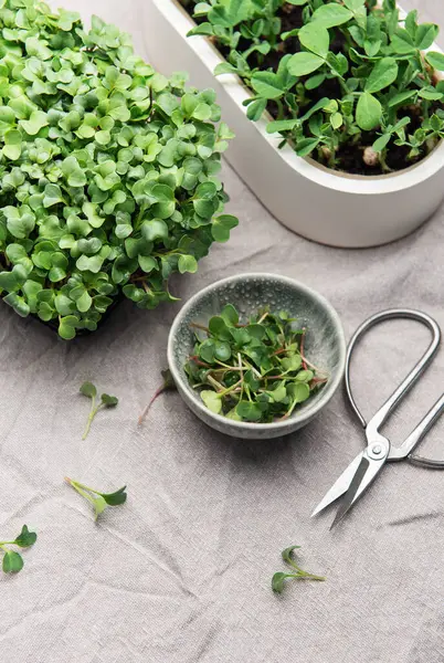 Makasla sergilenen taze biçilmiş mikro yeşiller sağlıklı beslenme ve kentsel bahçeciliğin vücut bulmuş hali.