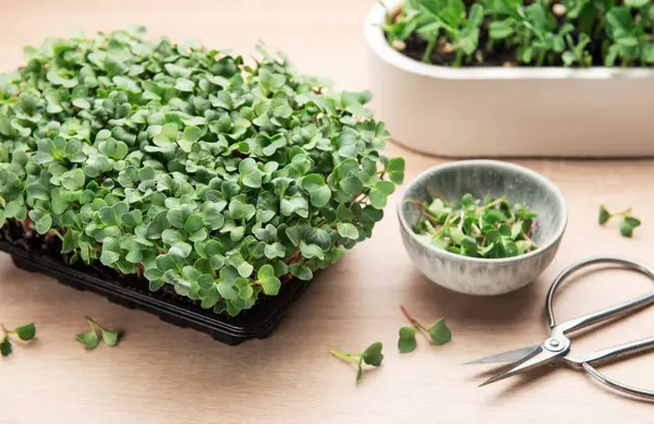 Bir kabın içinde büyüyen mikroyeşiller makaslarla toplanıyor ve bu işlem bitkiden tabakaya gösteriliyor.