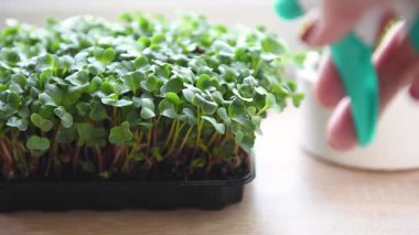 Bir kabın içinde büyüyen mikroçimler bir bahçıvan tarafından sulanır.