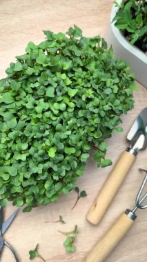 Mikroçim, bahçe aletleri ve tohumlar bir masaya dizilmiş, ekime hazır.