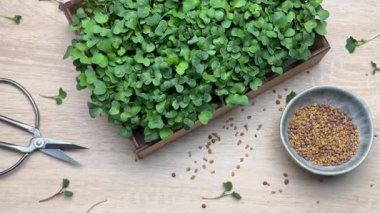 Mikroçim, bahçe aletleri ve tohumlar bir masaya dizilmiş, ekime hazır.