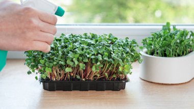 Bahçıvanın pencerenin kenarındaki konteynerlerde büyüyen taze mikro yeşilliklere su püskürtmesini kapatın.