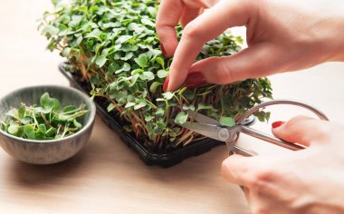 Eller ev yapımı mikro yeşillikleri makasla kesiyor, sağlıklı beslenme konsepti