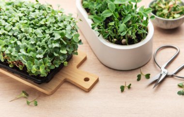 Tahta masadaki makaslarla kaplarda büyüyen taze mikro yeşiller hasat için hazır.