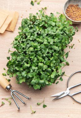 Bir kabın içinde büyüyen mikroçim, tohum ve bahçe aletleri, sağlıklı beslenme ve kentsel çiftçiliği temsil eden ahşap bir masa üzerinde.