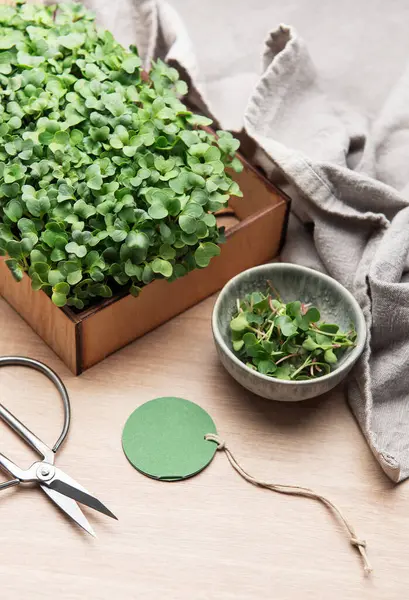 Masadaki tahta kutuda büyüyen mikroyeşiller, makas ve boş yeşil etiket, hasat için hazır.