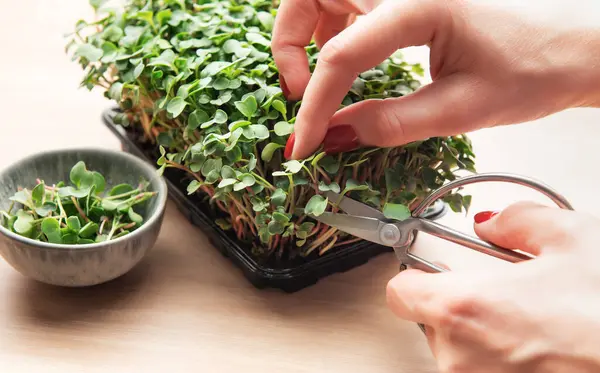 Eller ev yapımı mikro yeşillikleri makasla kesiyor, sağlıklı beslenme konsepti