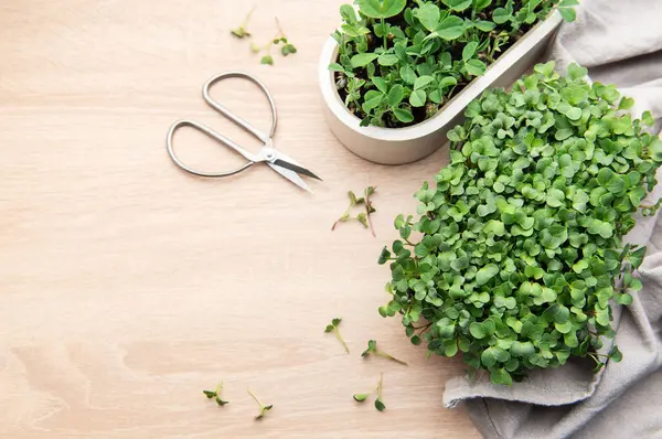 Tahta bir masada makasla taze mikroyeşillikler yetiştiriliyor sağlıklı beslenme ve kentsel çiftçiliği teşvik ediyor.