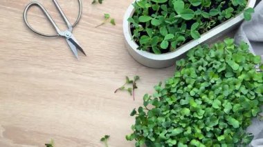 Tepside büyüyen mikro yeşiller, sağlıklı gıda konsepti.