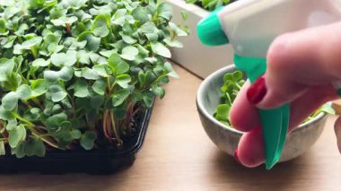 Mikroçim ve turp filizleri hafif bir su sisi alıyor.