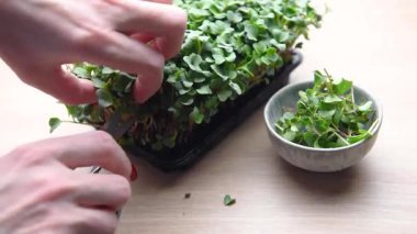 Kadın bir kabın içinde yetişen taze mikro sebzeleri toplayıp küçük bir kaseye koyuyor.