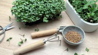 Mikroçim, bahçe aletleri ve tohumlar bir masaya dizilmiş, ekime hazır.