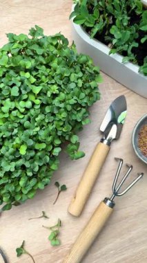 Mikroçim, bahçe aletleri ve tohumlar bir masaya dizilmiş, ekime hazır.