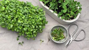 Mikroçim, bahçe aletleri ve tohumlar bir masaya dizilmiş, ekime hazır.