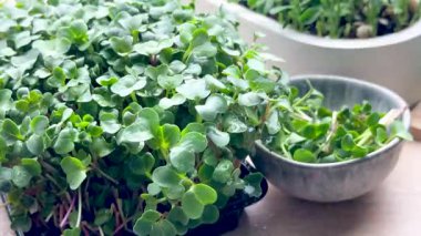 Bir kabın içinde büyüyen mikroçimler bir bahçıvan tarafından sulanır.