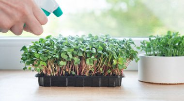 Bahçıvanın pencerenin kenarındaki konteynerlerde büyüyen taze mikro yeşilliklere su püskürtmesini kapatın.