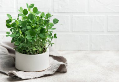 Mutfak tezgahında beyaz bir tencerede büyüyen mikro yeşiller ve beyaz tuğladan bir arka plan.