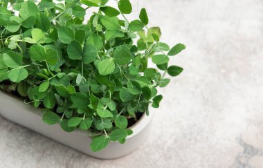 Küçük bir tencerede büyüyen canlı bezelye mikro yeşilliklerini kapatın. Her türlü yemeğe sağlıklı ve lezzetli bir katkı sağlayın.