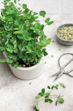 Masada sergilenen makas ve tohumlarla taze toplanmış bezelye mikroyeşillikleri sağlıklı beslenme ve kentsel çiftçiliği gösteriyor.
