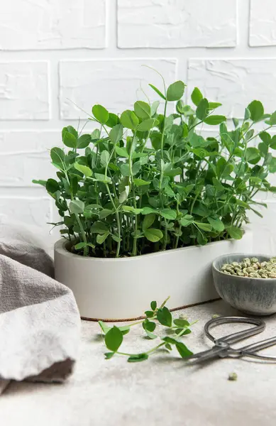 Beyaz bir tencerede büyüyen ev yapımı bezelye mikroçerezleri, yakınlarda makas ve tohumlarla sağlıklı beslenmeyi ve kentsel bahçe işlerini teşvik ediyor.