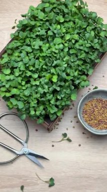 Taze mikro yeşiller hasat ve hazırlıklar masada.