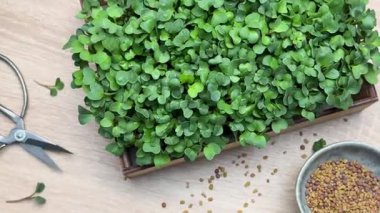 Taze mikro yeşiller hasat ve hazırlıklar masada.