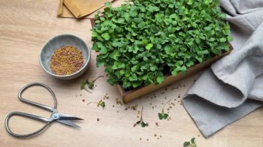 Taze mikro yeşiller hasat ve hazırlıklar masada.