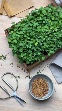 Taze mikro yeşiller hasat ve hazırlıklar masada.