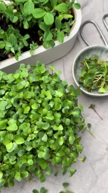 Taze mikro yeşiller hasat ve hazırlıklar masada.