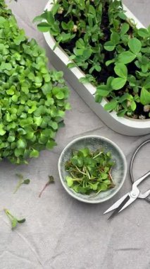 Taze mikro yeşiller hasat ve hazırlıklar masada.