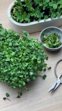 Taze mikro yeşiller hasat ve hazırlıklar masada.