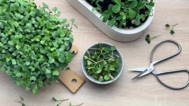 Taze mikro yeşiller hasat ve hazırlıklar masada.