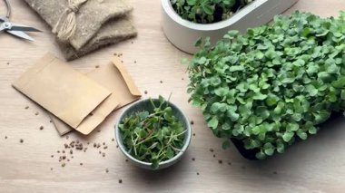 Taze mikro yeşiller hasat ve hazırlıklar masada.