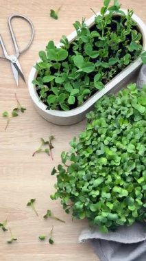 Taze mikro yeşiller hasat ve hazırlıklar masada.