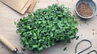 Taze mikro yeşiller hasat ve hazırlıklar masada.