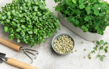 Açık arkaplanda turp ve bezelye filizleri, tohumlar ve bahçe aletleriyle mikroçim yetiştirme seti