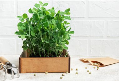 Mutfak masasında tohum paketiyle ahşap kutuda büyüyen mikroçipler sağlıklı beslenme ve kentsel bahçıvanlığı teşvik ediyor.