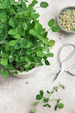 Masada sergilenen makas ve tohumlarla taze toplanmış bezelye mikroyeşillikleri sağlıklı beslenme ve kentsel çiftçiliği gösteriyor.