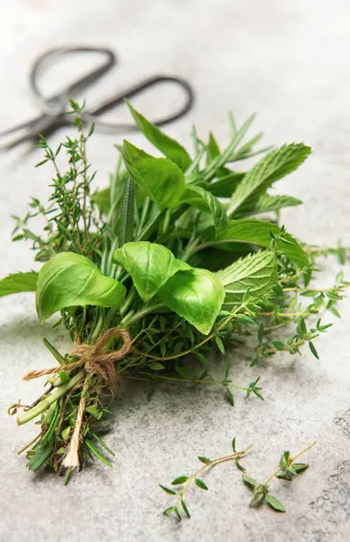 Taze kesilmiş fesleğen, nane, biberiye ve kekik de dahil olmak üzere bitkiler gri bir masada makasın yanında duran iple birbirine bağlanmış.