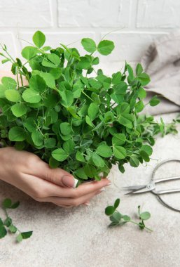 Şefin elinde taze bezelye mikroçim var. Sağlıklı bir tarifte kullanılmaya hazır.